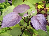 Catalpa x erubescens 'Purpurea' 